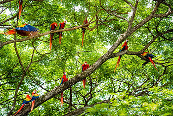 Costa Rica, Nationalparks, Nachhaltigkeit, Urlaubsguru HD wallpaper