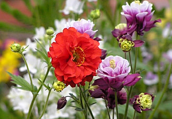 Flowers, gorgeous, purple, red HD wallpaper