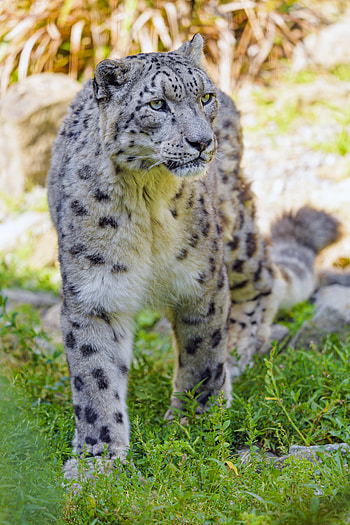 Animals, Snow Leopard, Predator, Big Cat, Wildlife, Beast HD phone wallpaper