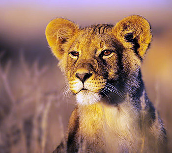 Young hunter, white, black, young, cat, lion, gold HD wallpaper