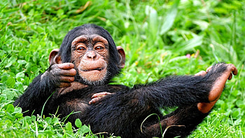 Chimpanzee in the wild, Chimpanzee close-up, Primate intelligence, Jungle habitat HD wallpaper