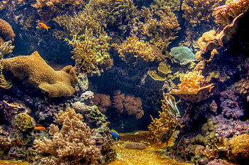 Landscape, Nature, Sea, Underwater World, Seabed, Sea Bottom HD wallpaper