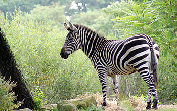 Zebra, stripes, animal, Africa HD wallpaper