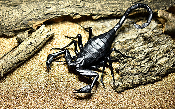 Zodiac ~ Scorpio, golden, sand, black, scorpion, paper, origami, wood, zodiac, scorpio HD wallpaper