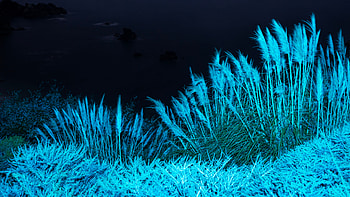 Night Grass , big-sur, apple, macbook, computer, nature HD wallpaper