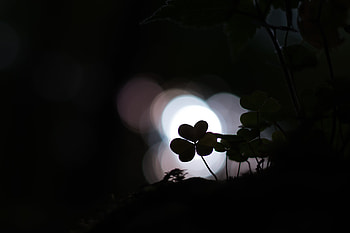 Shamrock, Plant, Macro, Dark, Clover HD wallpaper
