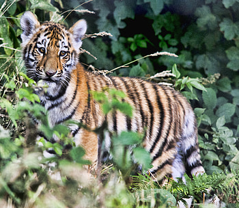 Animals, Young, Predator, Tiger, Foliage, Joey HD wallpaper