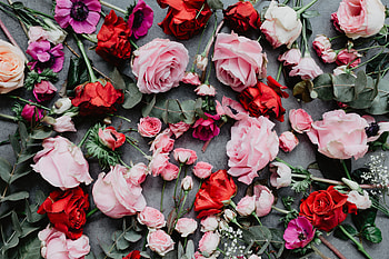 Flowers, Roses, Pink, Composition HD wallpaper