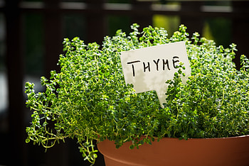 Thyme companion plants, Planting advice, Gardening tips, Thehometome suggestions HD wallpaper