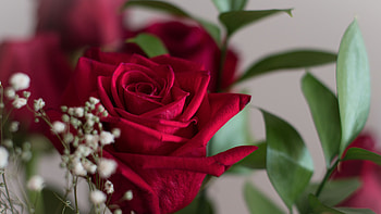 Red Rose Flowers Petals Green Leaves Blur Background Flowers HD wallpaper