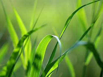 Plants, Grass HD wallpaper