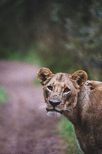 Animals, Lion, Predator, Big Cat, Sight, Opinion, Lioness, Wildlife HD phone wallpaper