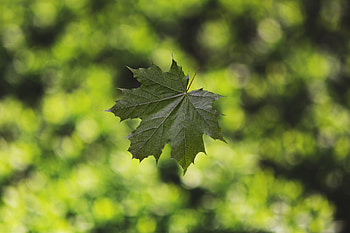 Macro, Glare, Blur, Smooth, Sheet, Leaf, Maple HD wallpaper