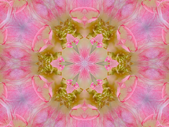 Pink, fractal HD wallpaper
