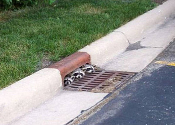 Down the drain, roadway, drain, hiding, 3 racoons HD wallpaper