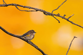 Yellow Rumped Warbler, yellow-rumped-warbler, birds HD wallpaper