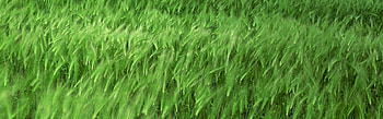 Wheat Chain, Abstract, Green, Wheat, Nature, , fraphy, Chain HD wallpaper