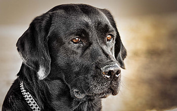 Animals, Dog, Muzzle, Collar, Black Dog HD wallpaper
