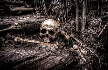 A haunting of a skull and bones amidst forest roots, evoking mystery and intrigue. HD wallpaper
