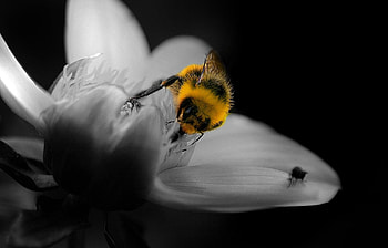 Flowers, Insects, Bees HD wallpaper
