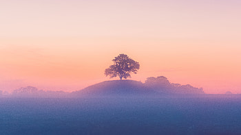 Tree And Mist, tree, mist, nature HD wallpaper