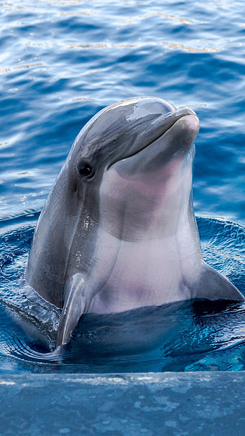 Dolphin, Cute, Fish HD phone wallpaper