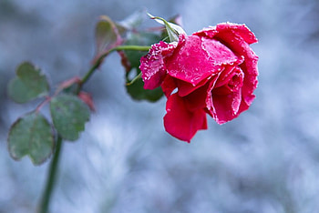 Frost, winter, rose, green, red, cold HD wallpaper