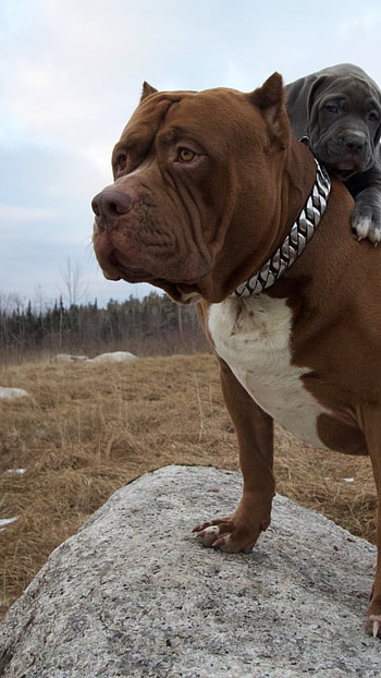 Pitbull Dog Brown Dog, pitbull dog, brown dog HD phone wallpaper