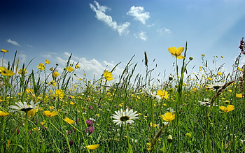 Plants, Flowers HD wallpaper