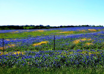 Bluebonnets in Spring, Bluebonnets, Fields, Flowers, Nature, Spring HD wallpaper