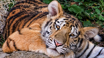 Tiger, face, wild, animals HD wallpaper