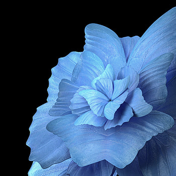 Vivo pad, art, petal HD phone wallpaper