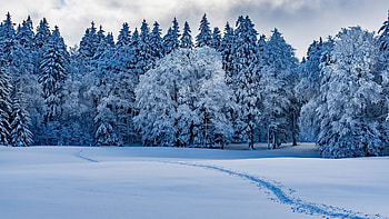 Snow forest , Winter beauty, Serene landscape, Snow-covered trees HD wallpaper
