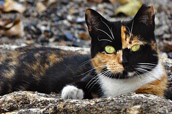 Gizmo - Cat F, animal, wide screen, graphy, cat, beautiful, feline, pet HD wallpaper