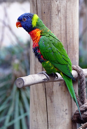 Colorful rainbow lorikeet with vivid feathers sitting on a branch outdoors. HD phone wallpaper