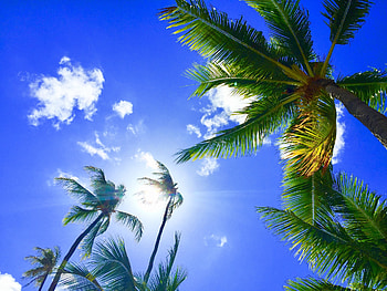 Nature, Sky, Palms, Tropics, Hawaii, Aloha HD wallpaper