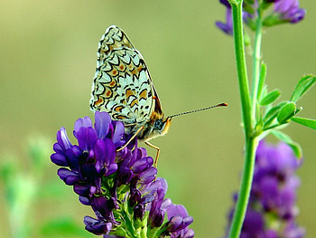 Butterfly on Purple Flowers, purple, stem, butterfly, flower HD wallpaper
