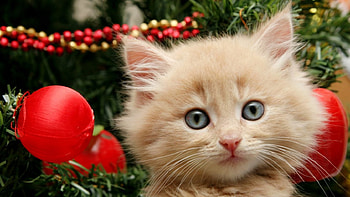 Cute kitten, trees, kitten, decors, red HD wallpaper