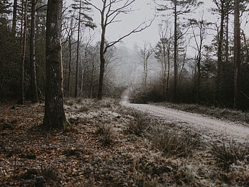 Nature, Trees, Autumn, Forest, Fog, Path, Hoarfrost, Frost HD wallpaper