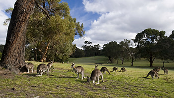 Animals, Trees, Grass, Kangaroo, Stroll, Lots Of, Multitude HD wallpaper