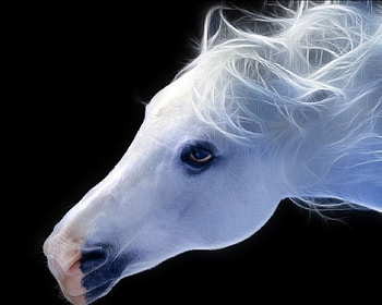 Horse art, animal, horse, white, beauty HD wallpaper
