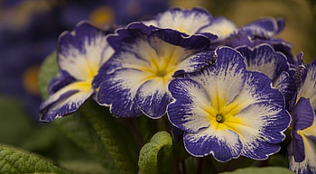 Lovely Flowers, purple, flowers, two colors, close up HD wallpaper