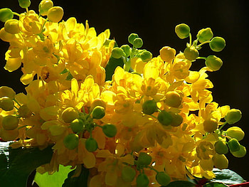 MAHOGANY FLOWERS, beautiful, flowers, pretty, yellow HD wallpaper