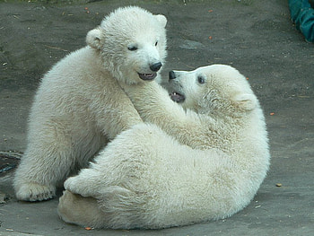 Polar Fight, baby polar bears, bears, funny animals, polar bears fighting, white bears, wildlife, polar bears, nature, hunters HD wallpaper
