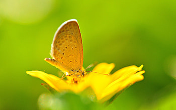 Flower, Macro, Shine, Light, Bright, Flight, Color, Butterfly HD wallpaper