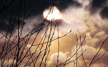 Nature, Night, Moon, Fog, Branches, Spring, Kidney, Kidneys HD wallpaper