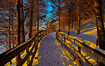 Winter Walk, trees, forest, path, snow, shadows HD wallpaper
