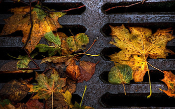 Nature, Autumn, Leaves, Mud, Dirt, Lattice, Trellis, Iron, Dampness HD wallpaper