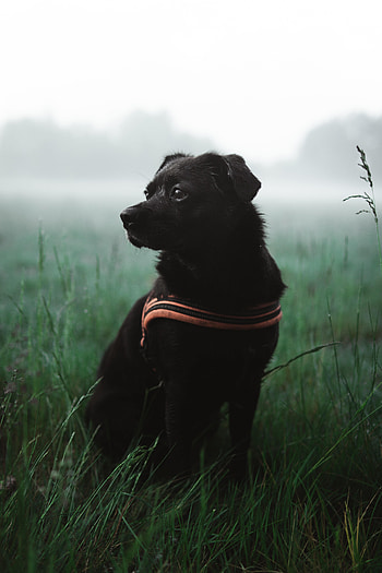 Animals, Grass, Dog, Pet HD phone wallpaper