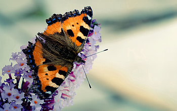 Macro, Pattern, Beautiful, Flight, Butterfly, Wings HD wallpaper